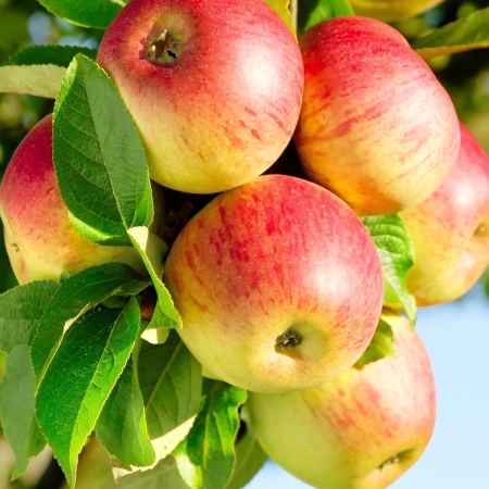 Erika Running Short_C